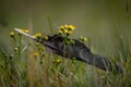 Rook black bird feather alone in summer flower color meadow Royalty Free Stock Photo