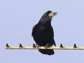 Rook Corvus Corvidae on a TV Aerial looking right Royalty Free Stock Photo