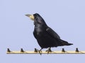 Rook Corvus Corvidae on a TV Aerial Royalty Free Stock Photo