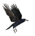 Rook, Corvus frugilegus, 3 years old Royalty Free Stock Photo