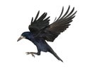 Rook, Corvus frugilegus, 3 years old Royalty Free Stock Photo