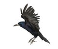 Rook, Corvus frugilegus, 3 years old Royalty Free Stock Photo