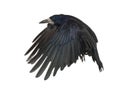 Rook, Corvus frugilegus, 3 years old