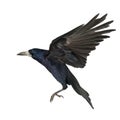 Rook, Corvus frugilegus, 3 years old, flying Royalty Free Stock Photo