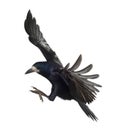 Rook, Corvus frugilegus, 3 years old, flying Royalty Free Stock Photo