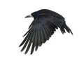 Rook, Corvus frugilegus, 3 years old, flying Royalty Free Stock Photo