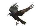 Rook, Corvus frugilegus, 3 years old, flying