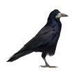 Rook, Corvus frugilegus, 3 years old, standing Royalty Free Stock Photo