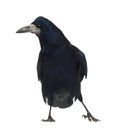 Rook, Corvus frugilegus, 3 years old, standing Royalty Free Stock Photo