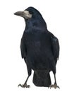 Rook, Corvus frugilegus, 3 years old, standing Royalty Free Stock Photo