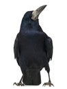 Rook, Corvus frugilegus, 3 years old, standing Royalty Free Stock Photo