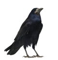 Rook, Corvus frugilegus, 3 years old, standing Royalty Free Stock Photo