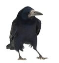 Rook, Corvus frugilegus, 3 years old, standing Royalty Free Stock Photo