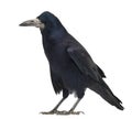 Rook, Corvus frugilegus, 3 years old, standing