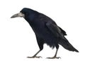 Rook, Corvus frugilegus, 3 years old, standing Royalty Free Stock Photo