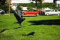 Rook-Corvus frugilegus-a bird belonging to the order of passerine, the family of Corvidae.