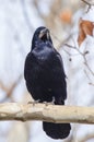 Rook Corvus frugilegus