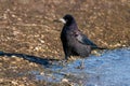 Rook - Corvus frugilegus on ice scavenging for food.