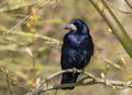 Rook - Corvus frugilegus with iridescent plumage perched in a tree.