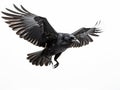 Ai Generated illustration Wildlife Concept of Rook Corvus frugilegus 3 old flying