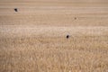 Rook Corvus frugilegus peeking up on a large crop field after harvest