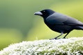 Rook (Corvus frugilegus) perched on a grass. Generative AI