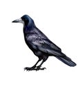 Rook Corvus frugilegus