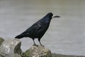 Rook, Corvus frugilegus, Royalty Free Stock Photo