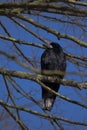 Rook Corvus frugilegus sits in the bare branches of a tree aga Royalty Free Stock Photo