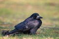 Rook, Corvus frugilegus, stands on a beautiful green background. Side view