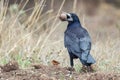 The rook, Corvus frugilegus, stands with a nut in its beak