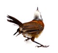 Rook, Corvus frugilegus, 3 years old, flying. Blue, crow. Royalty Free Stock Photo