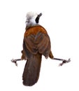 Rook, Corvus frugilegus, 3 years old. Shot, wildlife. Royalty Free Stock Photo