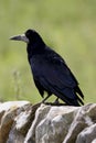 Rook (Coryus frugilegus)