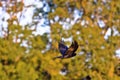 A rook flies Royalty Free Stock Photo