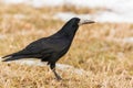 Rook on a Frozen Field in Mid-Winter