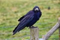 Rook Guardian bird of Stonehenge, Corvus frugilegus, Corvidae member, passerine order. Range Scandinavia, western Europe to easter