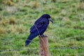 Rook Guardian bird of Stonehenge, Corvus frugilegus, Corvidae member, passerine order. Range Scandinavia, western Europe to easter