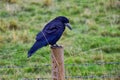 Rook Guardian bird of Stonehenge, Corvus frugilegus, Corvidae member, passerine order. Range Scandinavia, western Europe to easter