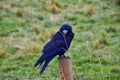 Rook Guardian bird of Stonehenge, Corvus frugilegus, Corvidae member, passerine order. Range Scandinavia, western Europe to easter