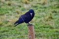 Rook Guardian bird of Stonehenge, Corvus frugilegus, Corvidae member, passerine order. Range Scandinavia, western Europe to easter