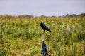 Rook Guardian bird of Stonehenge, Corvus frugilegus, Corvidae member, passerine order. Range Scandinavia, western Europe to easter