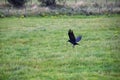 Rook Guardian bird of Stonehenge, Corvus frugilegus, Corvidae member, passerine order. Range Scandinavia, western Europe to easter