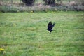 Rook Guardian bird of Stonehenge, Corvus frugilegus, Corvidae member, passerine order. Range Scandinavia, western Europe to easter