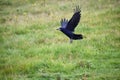 Rook Guardian bird of Stonehenge, Corvus frugilegus, Corvidae member, passerine order. Range Scandinavia, western Europe to easter