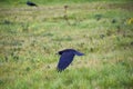 Rook Guardian bird of Stonehenge, Corvus frugilegus, Corvidae member, passerine order. Range Scandinavia, western Europe to easter