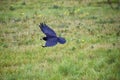 Rook Guardian bird of Stonehenge, Corvus frugilegus, Corvidae member, passerine order. Range Scandinavia, western Europe to easter