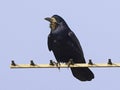 Rook Corvus Corvidae on a TV Aerial looking ahead