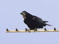 Rook Corvus Corvidae on a TV Aerial leaning forward