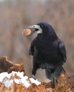 Rook with a nut in the beak 2.